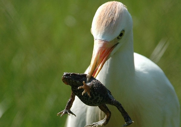 Beekse Bergen Juni 1