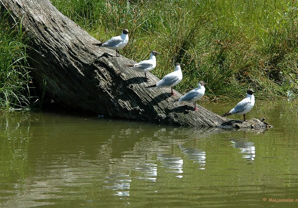 Beekse Bergen Juni 2