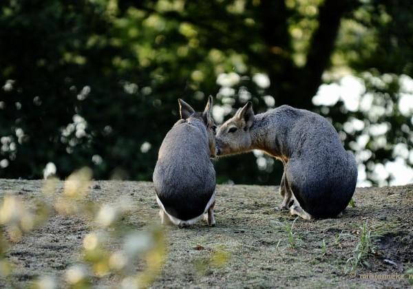 Beekse Bergen avondsafari Augustus 1