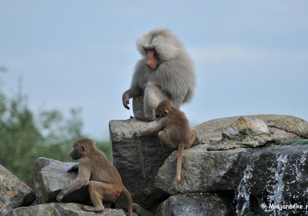 Beekse Bergen avondsafari Augustus 2