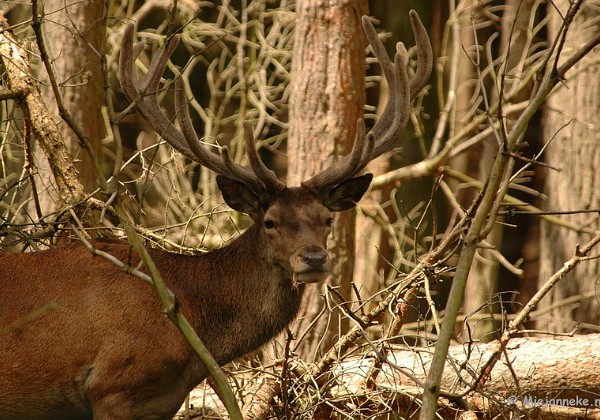 Wildpark 14 Juli