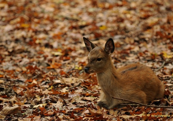 Wildpark Oktober