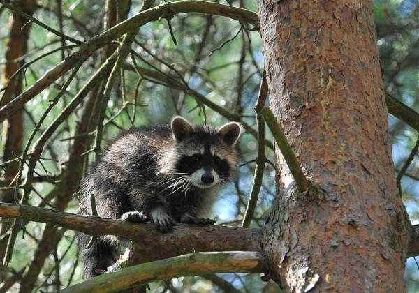 Wildpark augustus