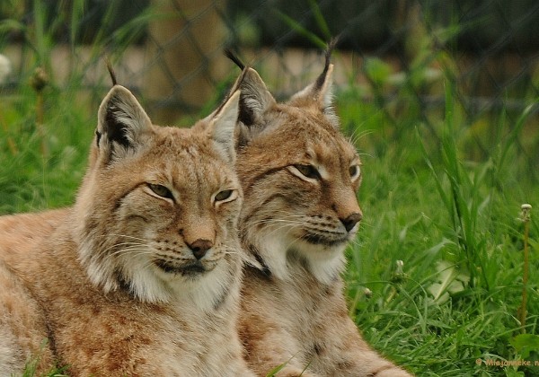 Zoomdag Dierenrijk Mei