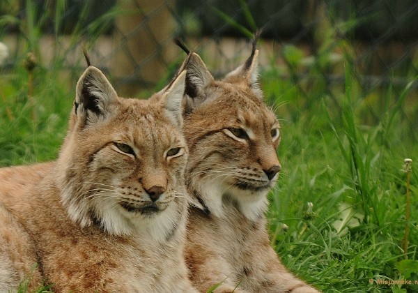 Zoomdag Dierenrijk Mei