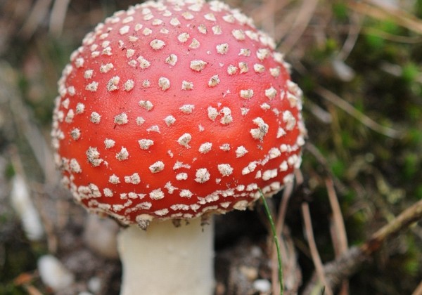 Paddestoelen 2009