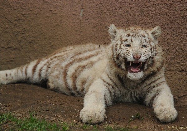 Wildparken en dierentuinen 2009