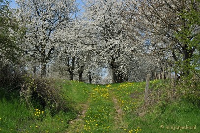 DSC_3158 Haspengouw bloesemroute