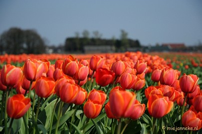 DSC_1884 Keukenhof in Cranendonck