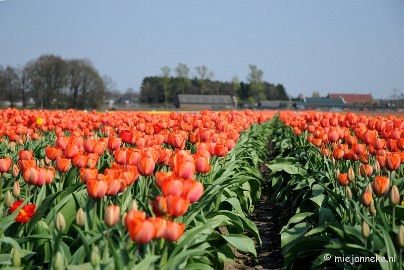 DSC_1891 Keukenhof in Cranendonck