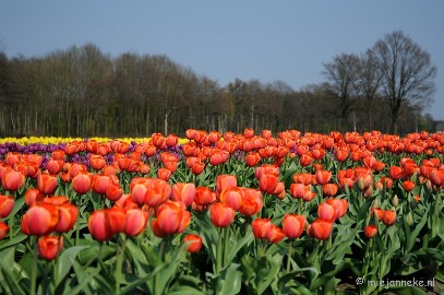 DSC_1907 Keukenhof in Cranendonck