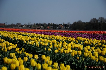 DSC_1916 Keukenhof in Cranendonck