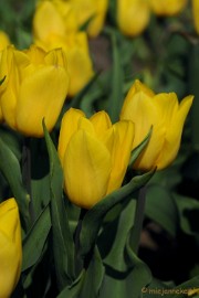 DSC_1920a Keukenhof in Cranendonck