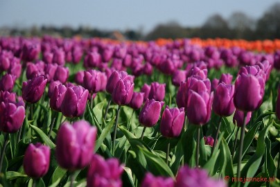 DSC_1924 Keukenhof in Cranendonck