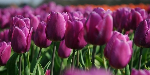 DSC_1932 Keukenhof in Cranendonck