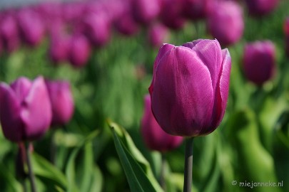 DSC_1933a Keukenhof in Cranendonck