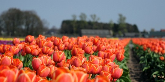 DSC_1945 Keukenhof in Cranendonck