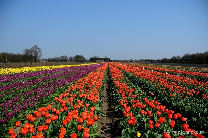 DSC_1952a Keukenhof in Cranendonck