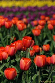 DSC_1971 Keukenhof in Cranendonck