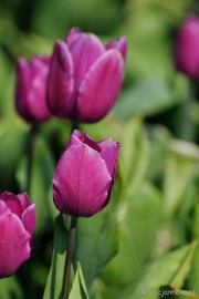 DSC_1981 Keukenhof in Cranendonck