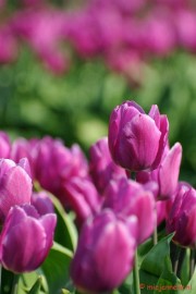 DSC_2002 Keukenhof in Cranendonck
