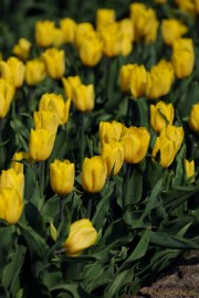 DSC_2015 Keukenhof in Cranendonck