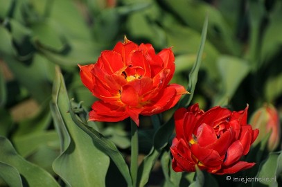 DSC_2036 Keukenhof in Cranendonck