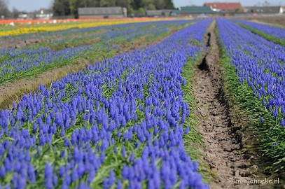 DSC_2042 Keukenhof in Cranendonck