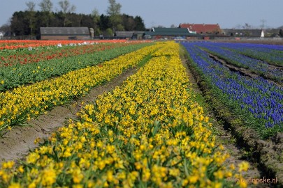 DSC_2055 Keukenhof in Cranendonck