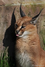 DSC_2089 Lente Olmense zoo