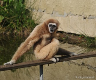 DSC_2109 Lente Olmense zoo