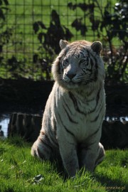 DSC_2138 Lente Olmense zoo