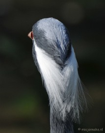 DSC_2154 Lente Olmense zoo