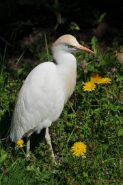 DSC_2196 Lente Olmense zoo