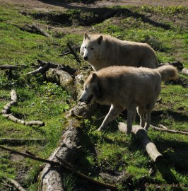 DSC_2216 Lente Olmense zoo
