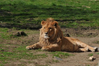 DSC_2264 Lente Olmense zoo