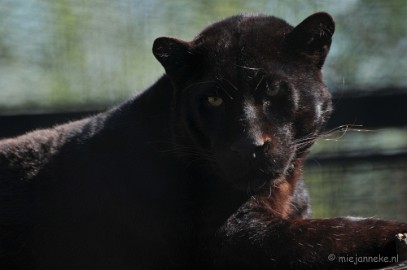 DSC_2269 Lente Olmense zoo