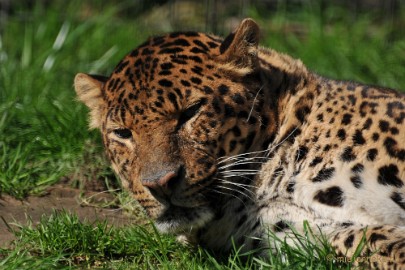 DSC_2323 Lente Olmense zoo