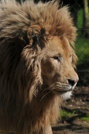 DSC_2333 Lente Olmense zoo