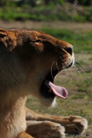 DSC_2341 Lente Olmense zoo
