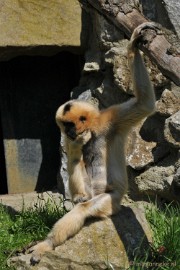 DSC_2357 Lente Olmense zoo
