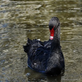 DSC_2389 Lente Olmense zoo