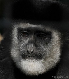 DSC_2394 Lente Olmense zoo