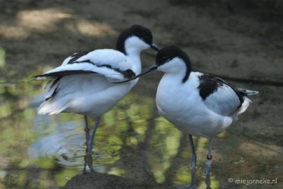 DSC_2407 Lente Olmense zoo