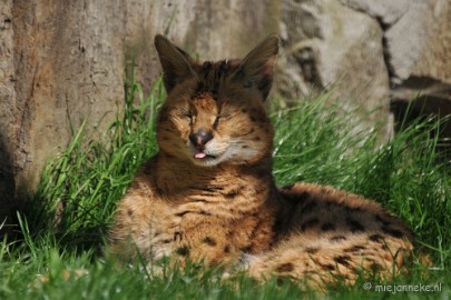 DSC_2636 Lente Olmense zoo
