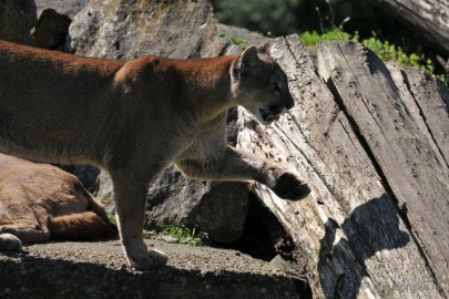 DSC_2914 Lente Olmense zoo