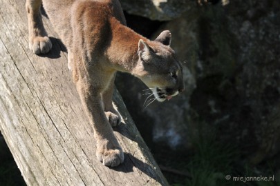 DSC_2920 Lente Olmense zoo