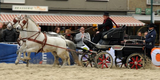 DSC_1264 Capucijnerplein demonstratie Spaanse paarden.