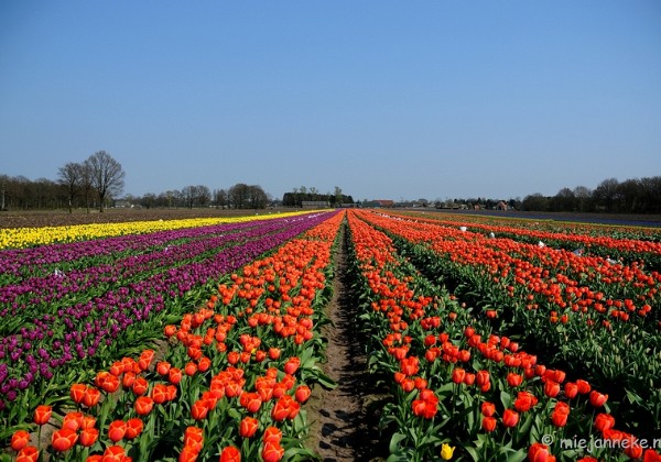 Keukenhof Cranendonck April