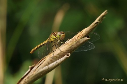 DSC_2773 Moerdijk zoomdag